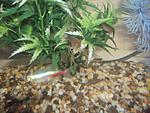  cherax destructor