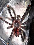 Avicularia metallica