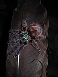 Avicularia versicolor