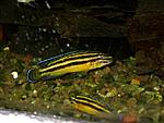 Julidochromis regani Kipili