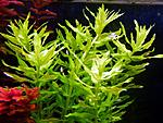Limnophila sp 'Wavy' ( )