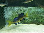Cyprichromis microlepidotus