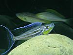 Benthochromis tricoti