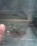 DSC00152 ,    