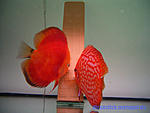 CIMG0195