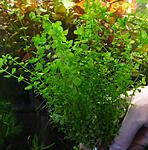 Micranthemum umbrosum