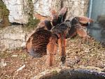brachypelma klaasi. 