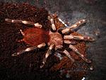 Nhandu chromatus (Lasiodora cristata) 
4  