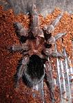 Grammostola pulchra