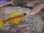 C.speckleback Moba