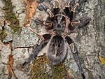 grammostola aureostriata. 