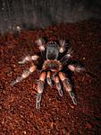 Brachypelma smithi 
3  
