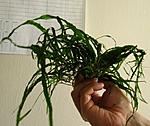 Microsorum pteropus ''Narrow''