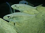 Ectodus descampsii
