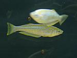 Lamprichthys tanganicanus 1