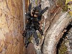 psalmopoeus irminia. 