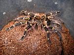 Grammostola aureostriata