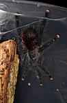 Avicularia metallica