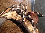 Lasiodora cristata L 9