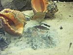 IMG 0592