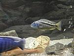 Aristochromis christyi