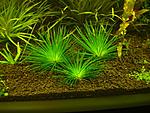 Eriocaulon sp. 'cinereum'