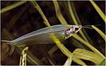 Kryptopterus bicirrhis