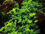   (Bacopa australis)