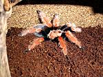 Brachypelma boehmei