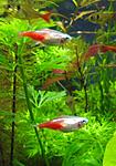 Paracheirodon innesi var. Gold