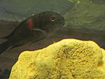 IMG 0556