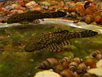 Ancistrus sp."MadreDeDios"
