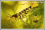 Caridina cf. cantonensis Tiger