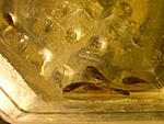 Ancistrus sp."MadreDeDios"
