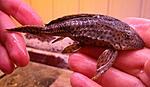 Pterygoplichthys weberi