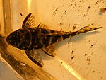 Hypancistrus debelittera (L129)