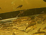 Ancistrus sp.'MadreDeDios'