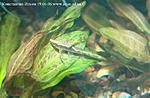  ()  Sturisoma panamense