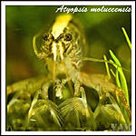  (Atyopsis moluccensis)