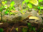 Caridina multidentata-"Amano Shrimp "