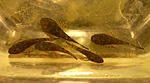 Ancistrus sp."MadreDeDios"