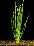 Vallisneria "spiralis"   
 
 20-25.(1) - 2.50.