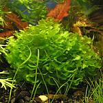 Lomariopsis lineata  
 
 55   - 25 .