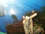    Austrolebias nigripinnis...