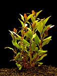 Alternanthera REINECKII. ( ) 
 
 10(1) - 12. 
 15(1)   - 15.