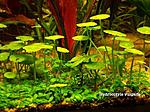 Hydrocotyle "vulgaris".  "" 
 
 7-15. (5-7) - 20.