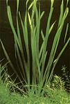 Vallisneria.  
 
  15   .....(1) - 1.50.