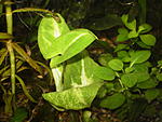 Syngonium