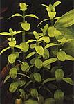  ''Madagascariensis''  ''M'' 
 
 10-12 (1) - 6. 
 15-20(1) - 8.