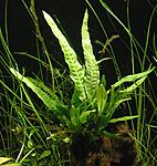 Microsorum pteropus "Narrow".      ( ) 
 
 8-12 (8-10) - 20.